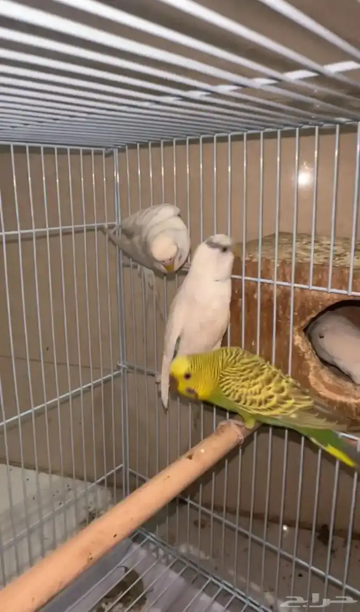 طيور الحب بادجي انتاج تواصل معي واتساب 3