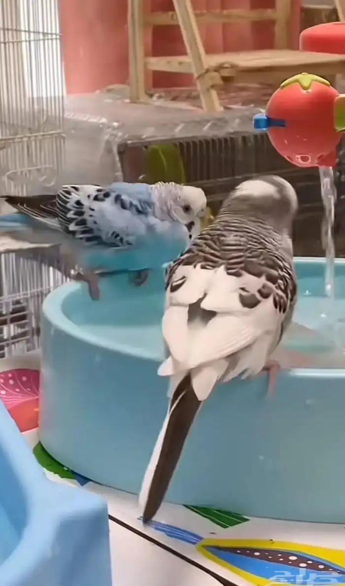 طيور الحب بادجي انتاج تواصل معي واتساب 4