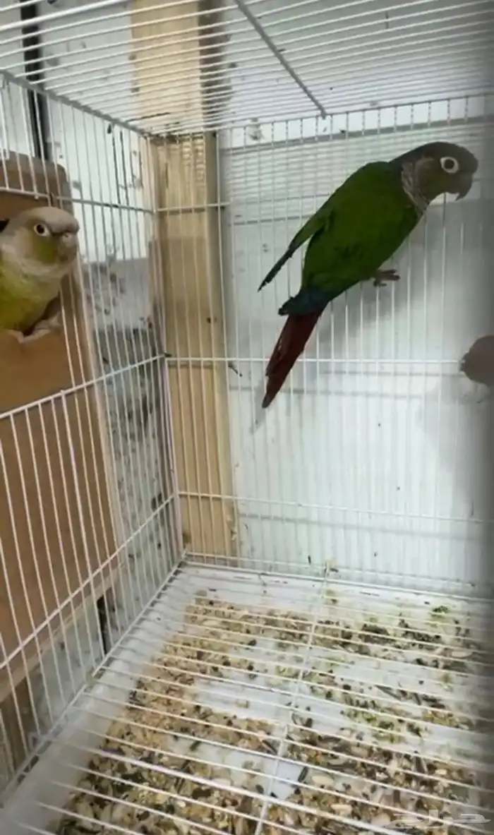 أزواج كنيور متنوعه ومنتجة ومميزة(مفرد-جملة) 3