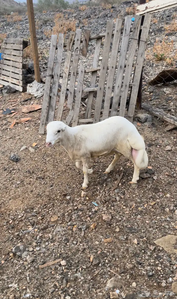 طلي رفيدي تيلد عندي مقفل شحم عمره 3 شهور ونص 1