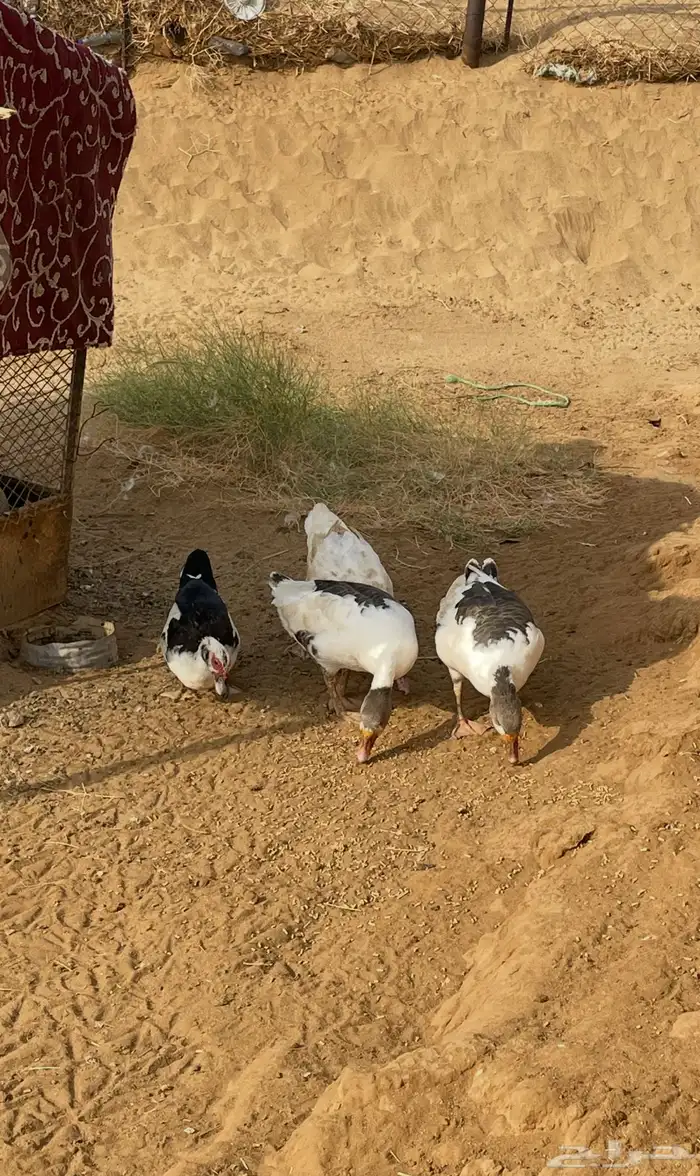 بط وز 0
