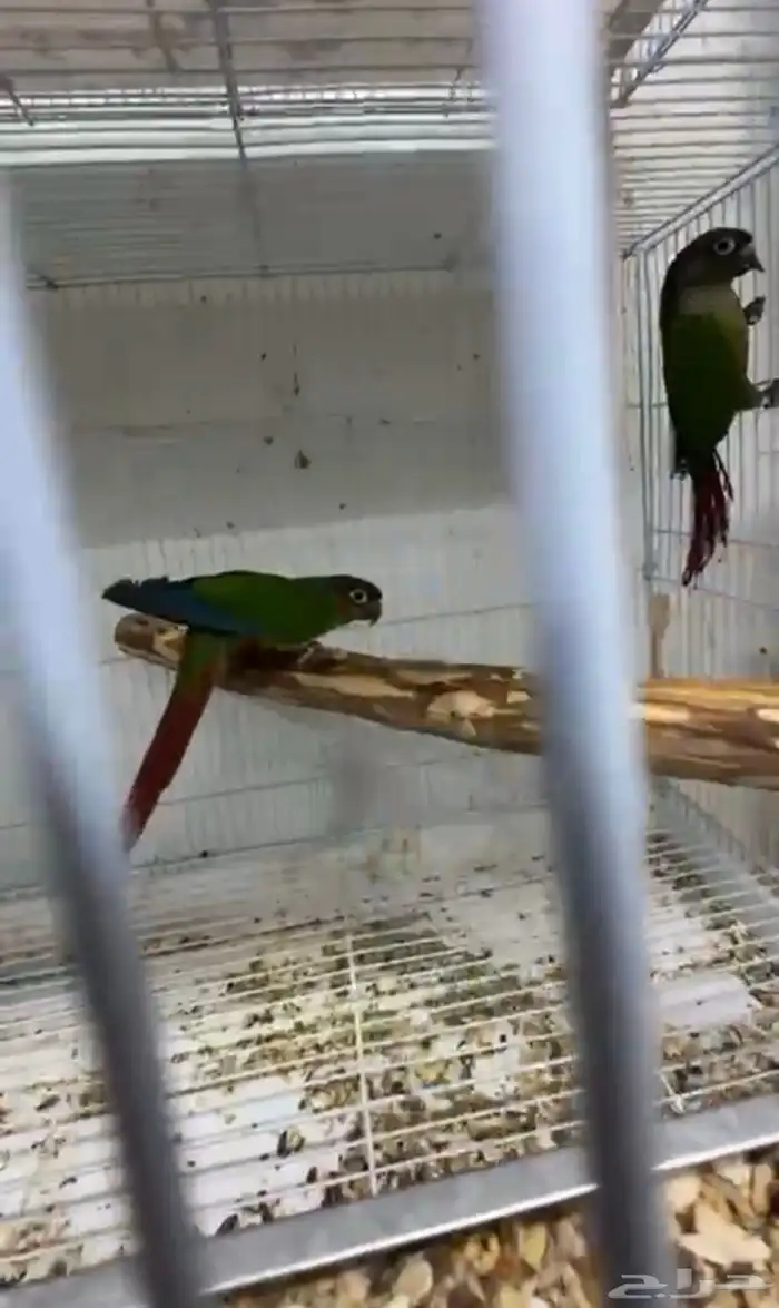 أزواج كنيور متنوعه ومنتجة ومميزة(مفرد-جملة) 7