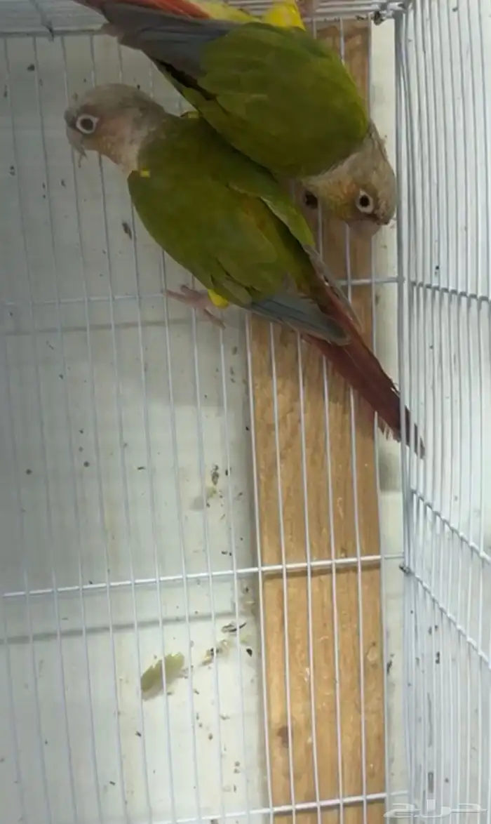 أزواج كنيور متنوعه ومنتجة ومميزة(مفرد-جملة) 5