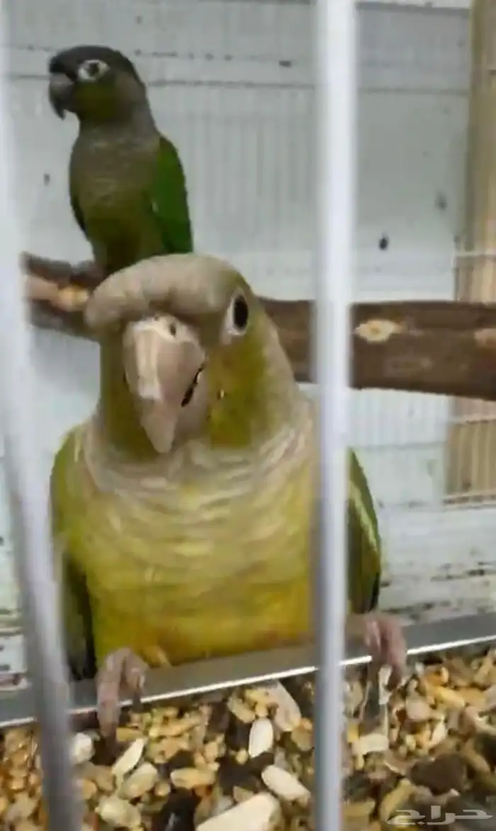 أزواج كنيور متنوعه ومنتجة ومميزة(مفرد-جملة) 2