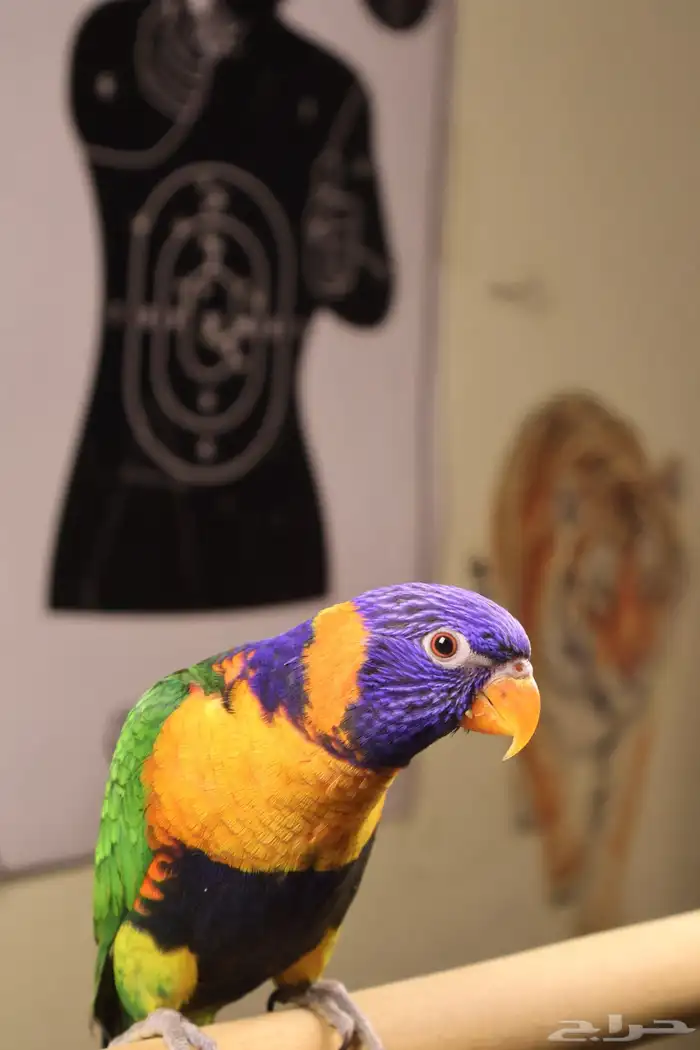 تم البيع تم البيع 2