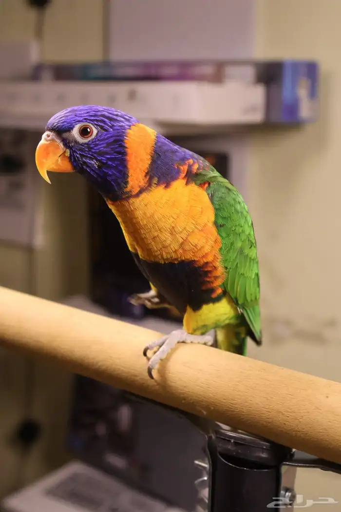 تم البيع تم البيع 1