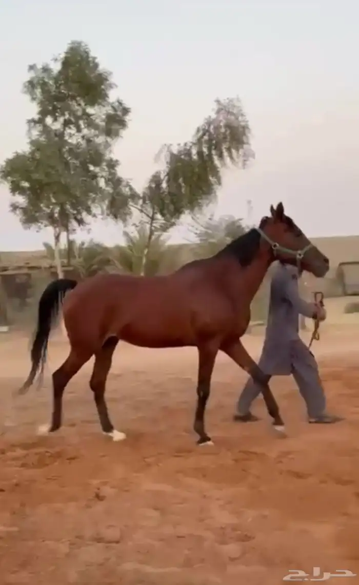 فرس شعبية للبيع 0