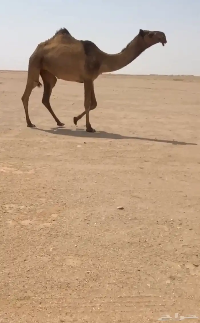 بكره 0