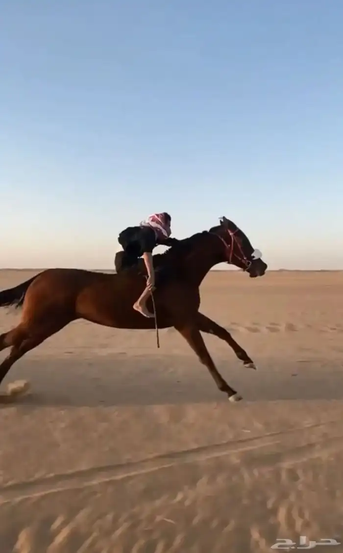فرس انقليزيه لقحه كفو 1