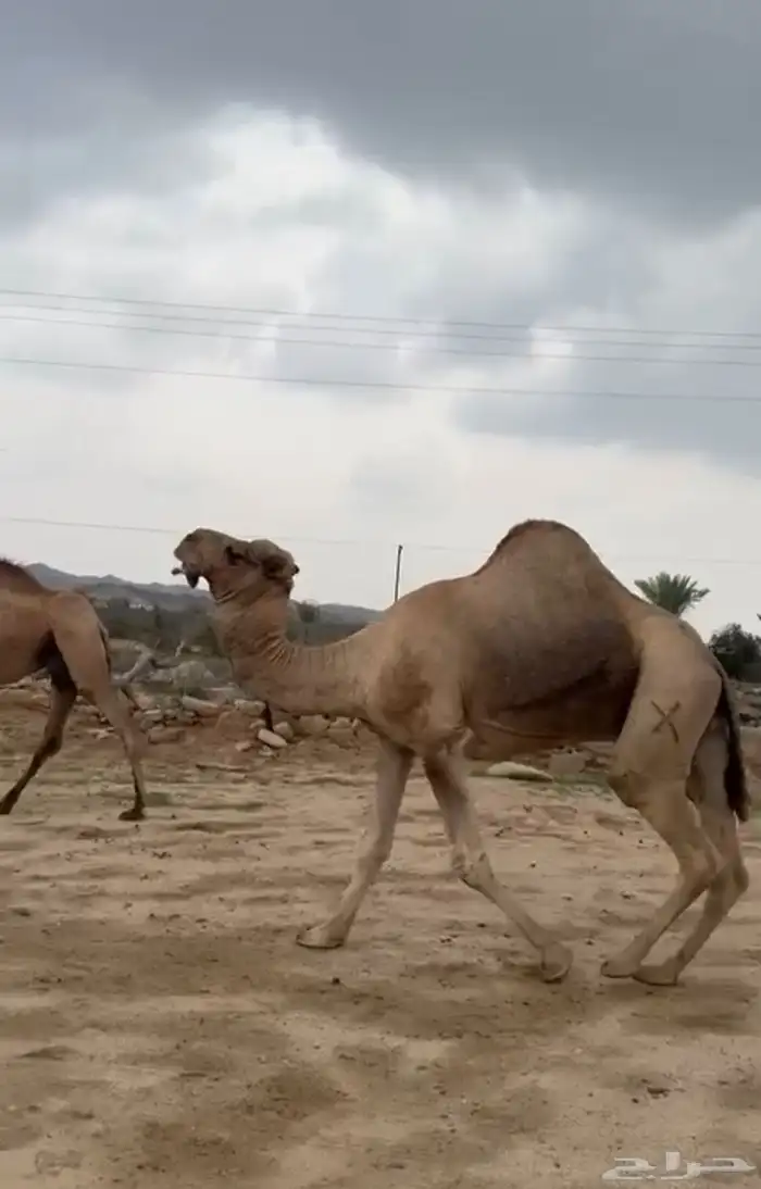 فحل ارك مشروط للبيع وخمس ابل 7