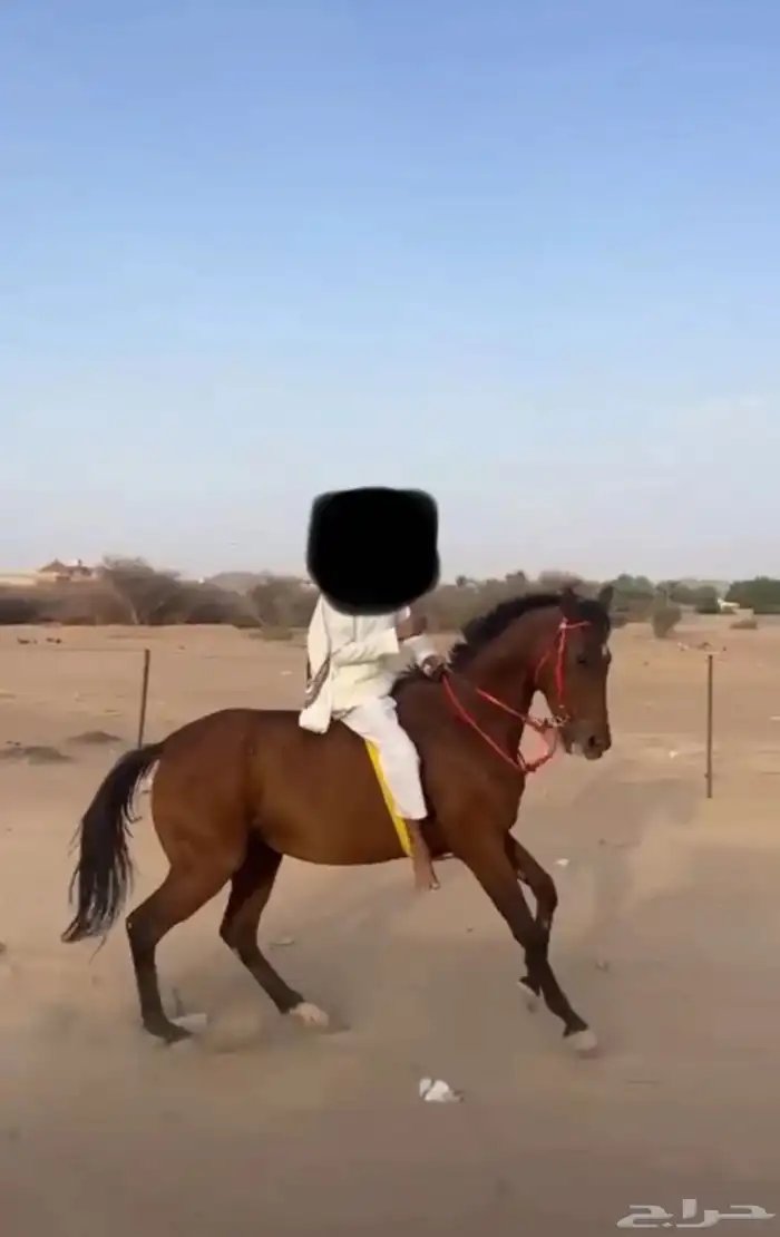 فرس انقليزيه لقحه كفو 0
