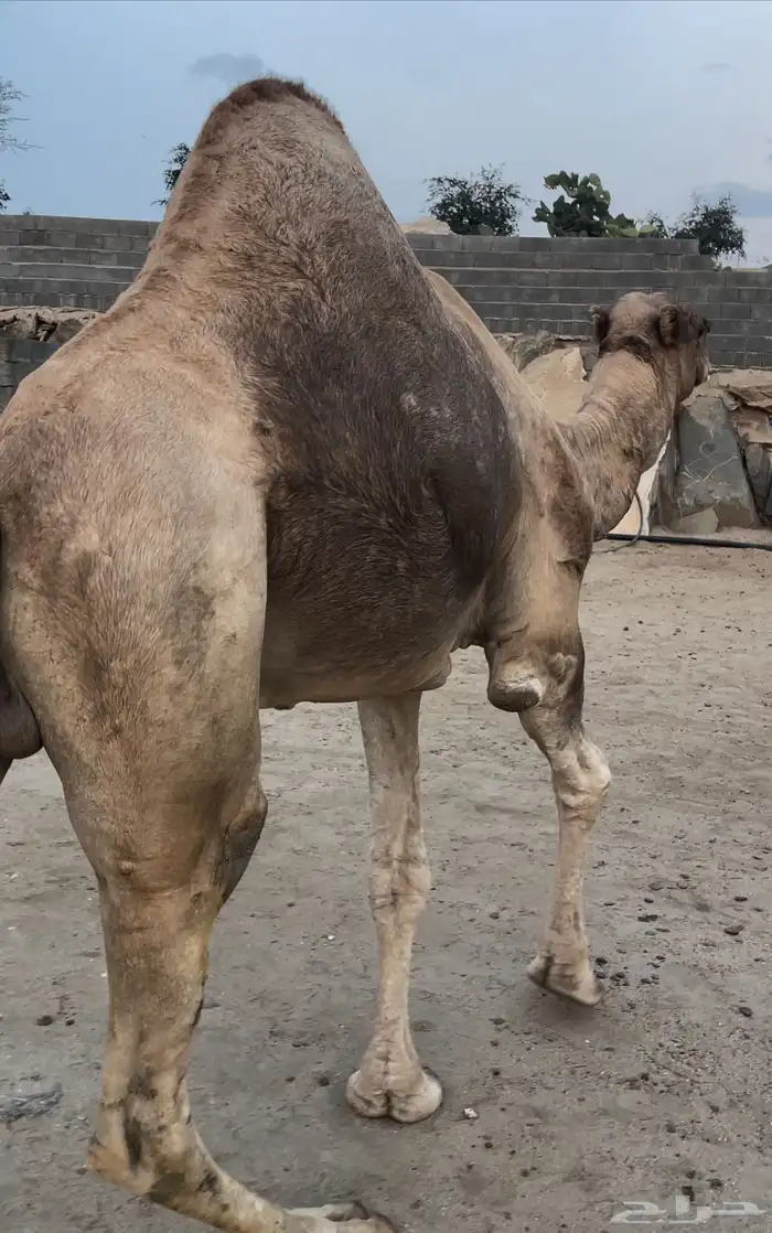 فحل ارك مشروط للبيع وخمس ابل 1