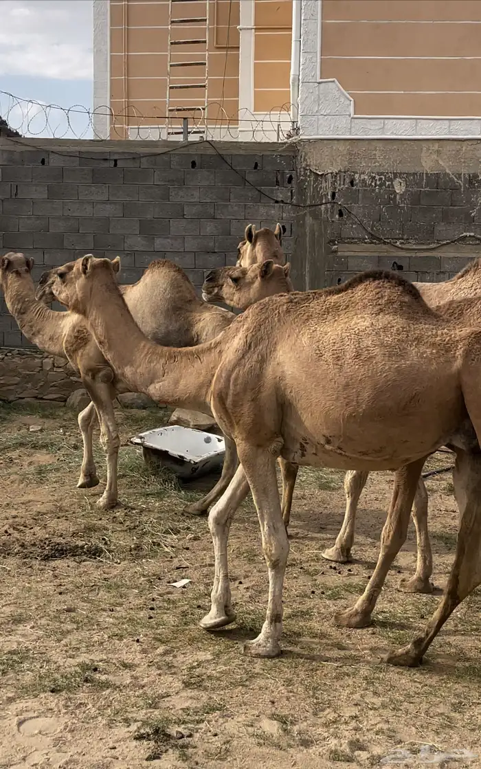 فحل ارك مشروط للبيع وخمس ابل 6