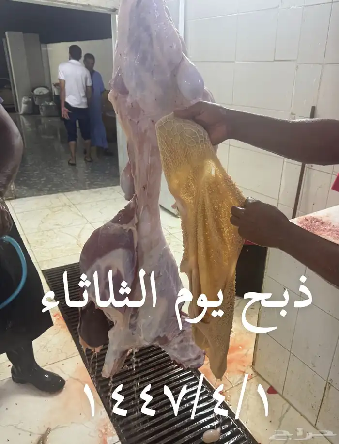 سواكن جملة وتفريد ويوجد توصيل 14