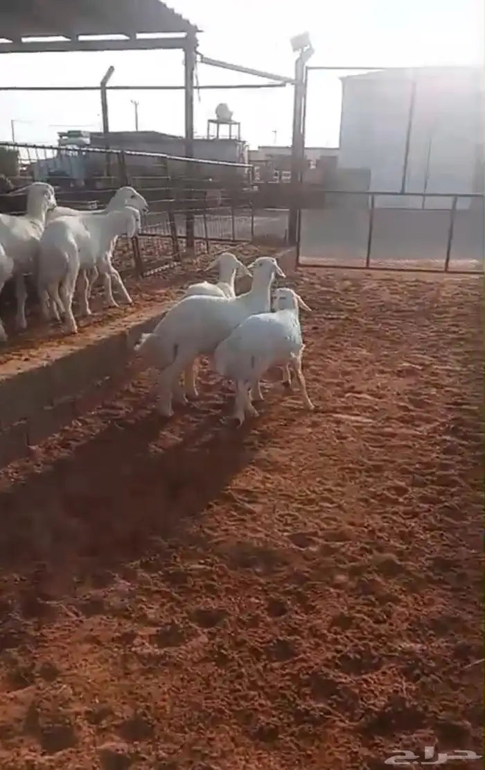تم البيع   العدد 6 العمر 3 شهور نص اربعه مغلق شحم كلش خروف 0