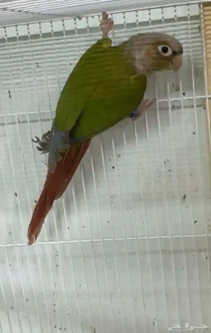 أزواج كنيور متنوعه ومنتجة ومميزة(مفرد-جملة) 4