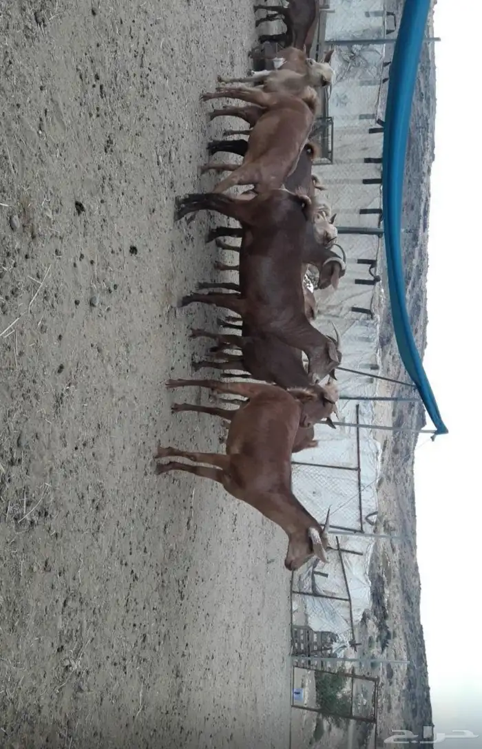 معزا 0