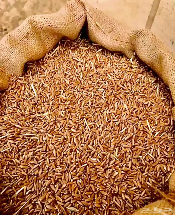 حب بر بللسمر قمح بدون كيماويات 0