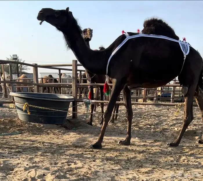 عشراء ضروبه مجهم 0