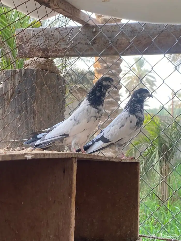 حمام باكستاني 0