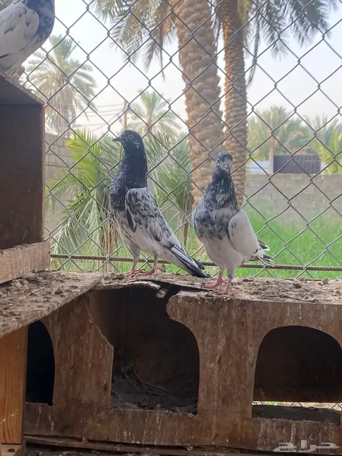 حمام باكستاني 4