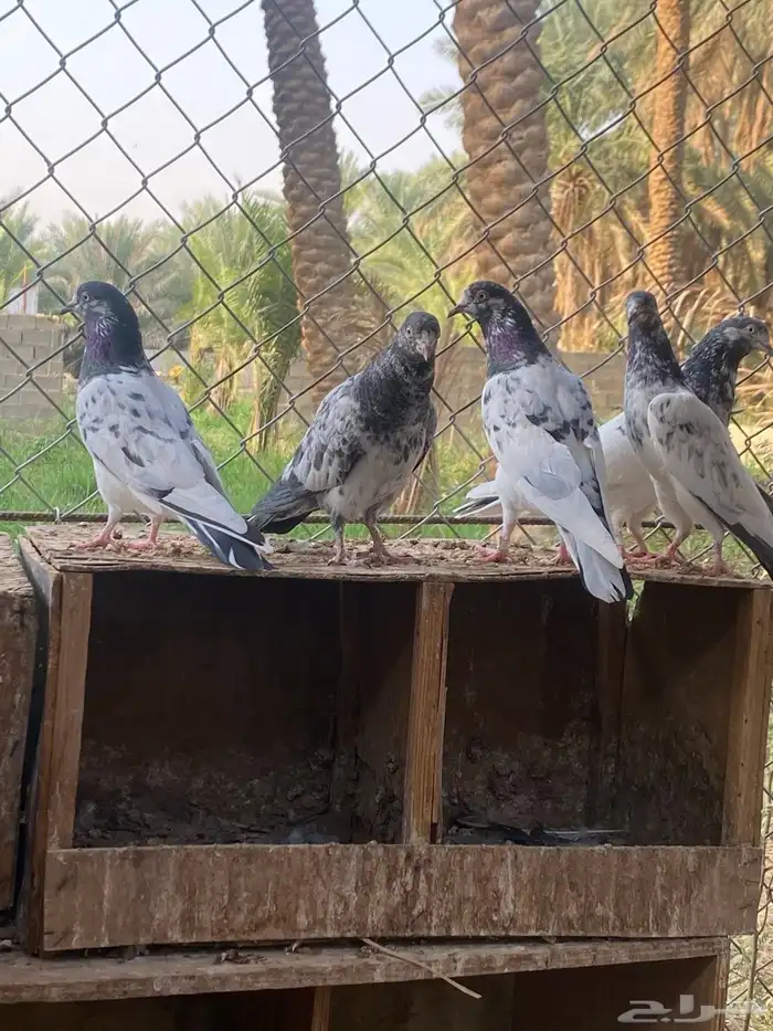 حمام باكستاني 3
