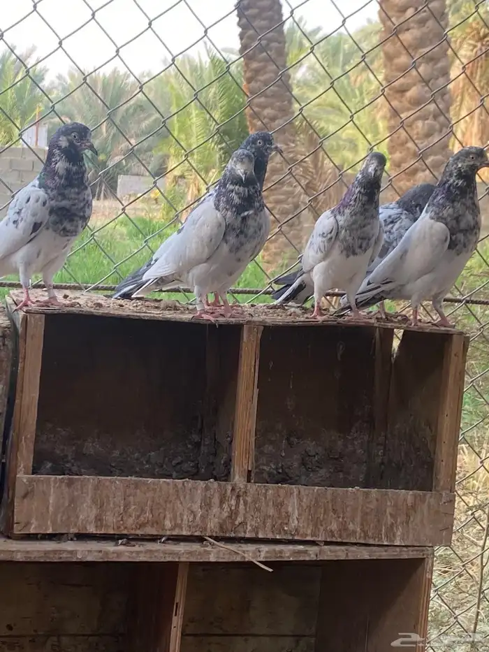 حمام باكستاني 2