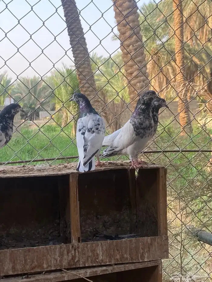 حمام باكستاني 5