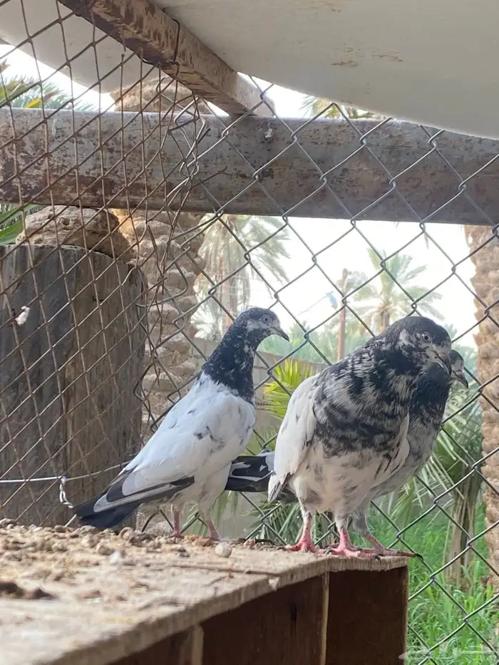 حمام باكستاني 1