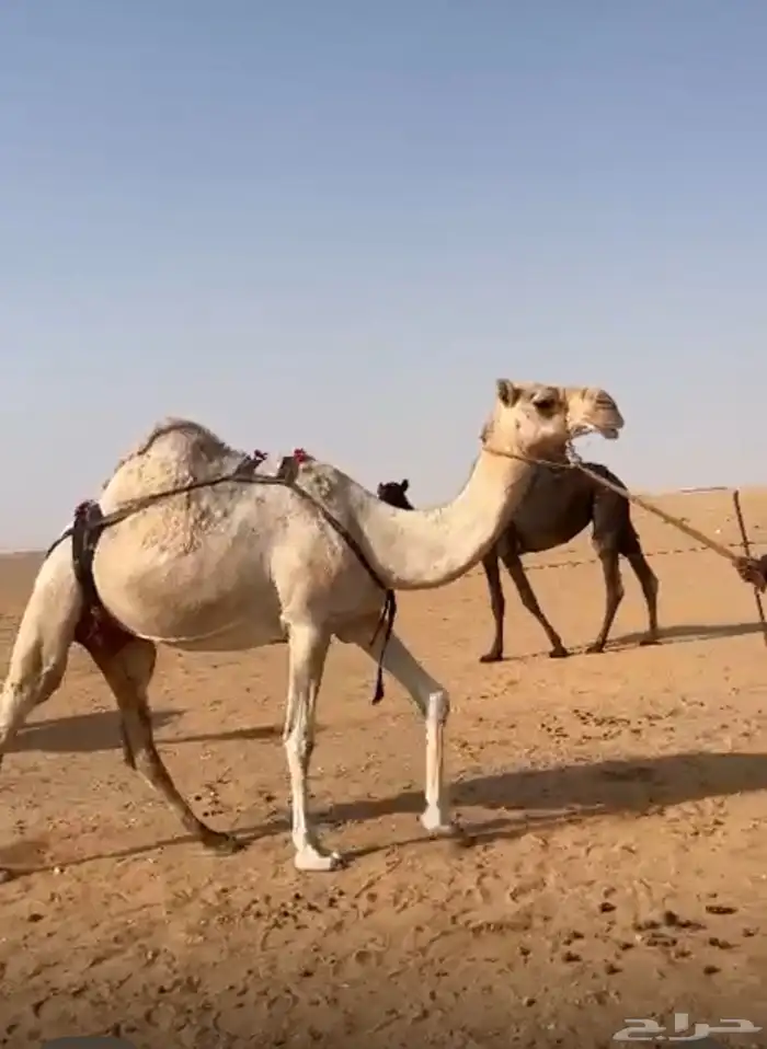 ابل 0