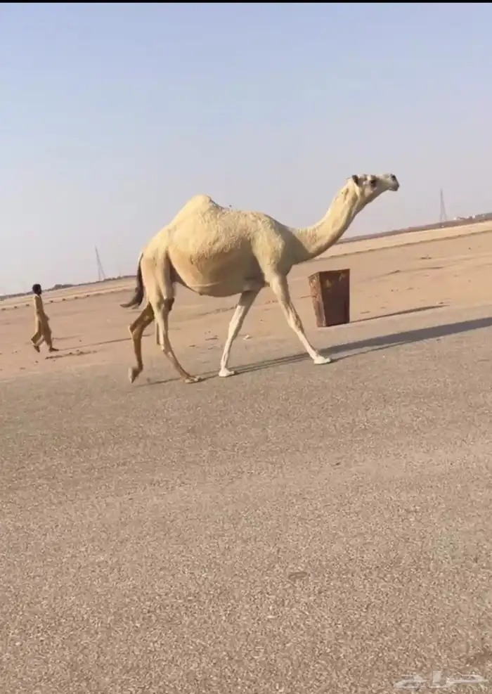 لقحه ملاقي ( تم البيع ) 0