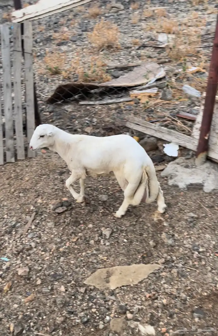 طلي رفيدي تيلد عندي مقفل شحم عمره 3 شهور ونص 0