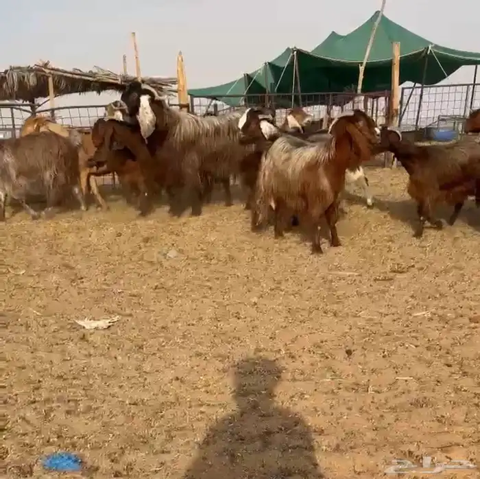 ماعز مصريات حمر تم البيع 0