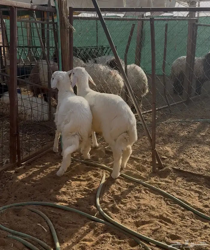ذبايح للبيع حري سواكني ونعيمي 10