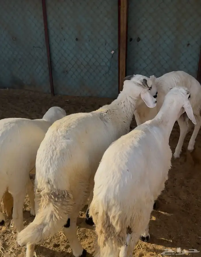 سواكن مرابي فل 1