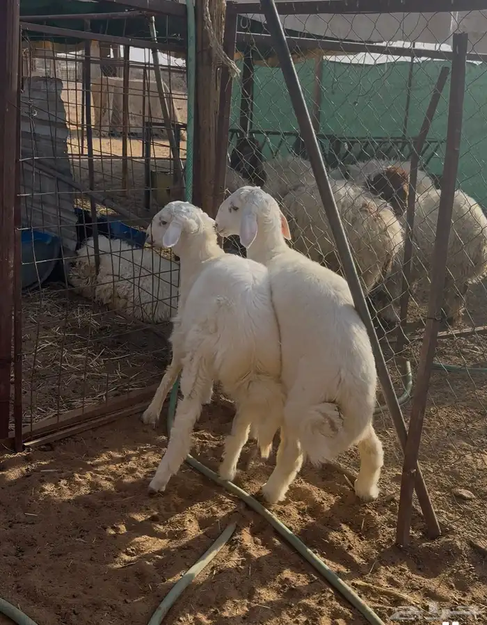 ذبايح للبيع حري سواكني ونعيمي 9