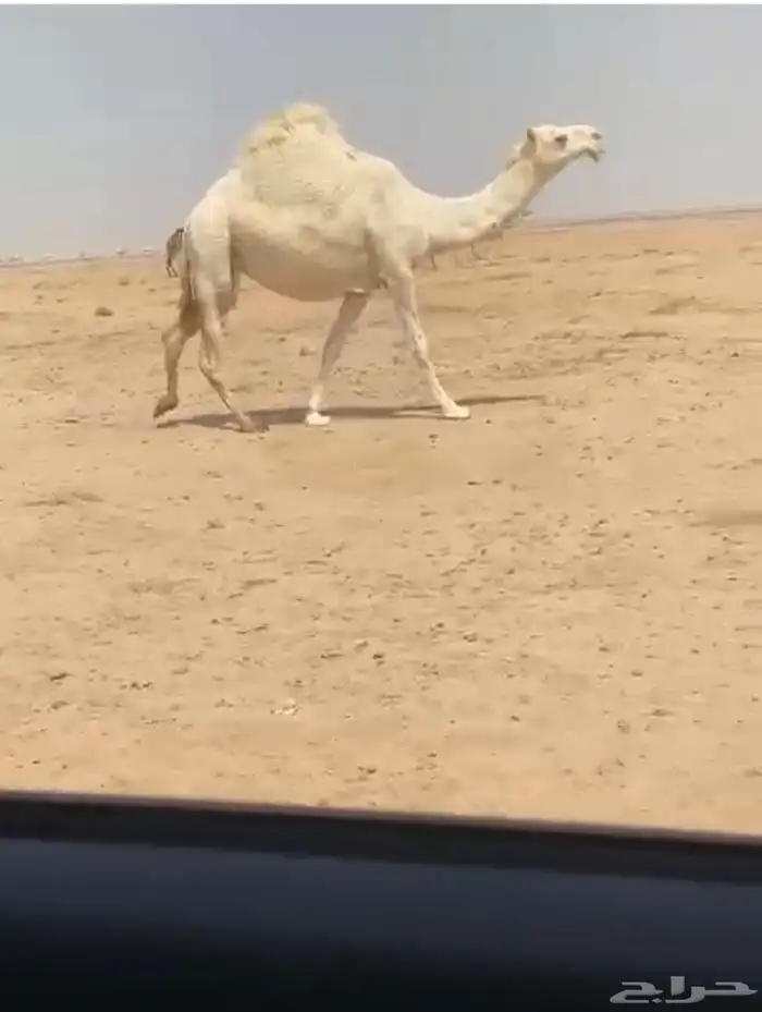 لقحه 0