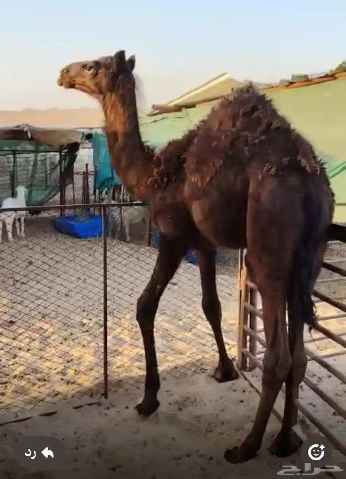 قعود 7 شهور تقريبا 0