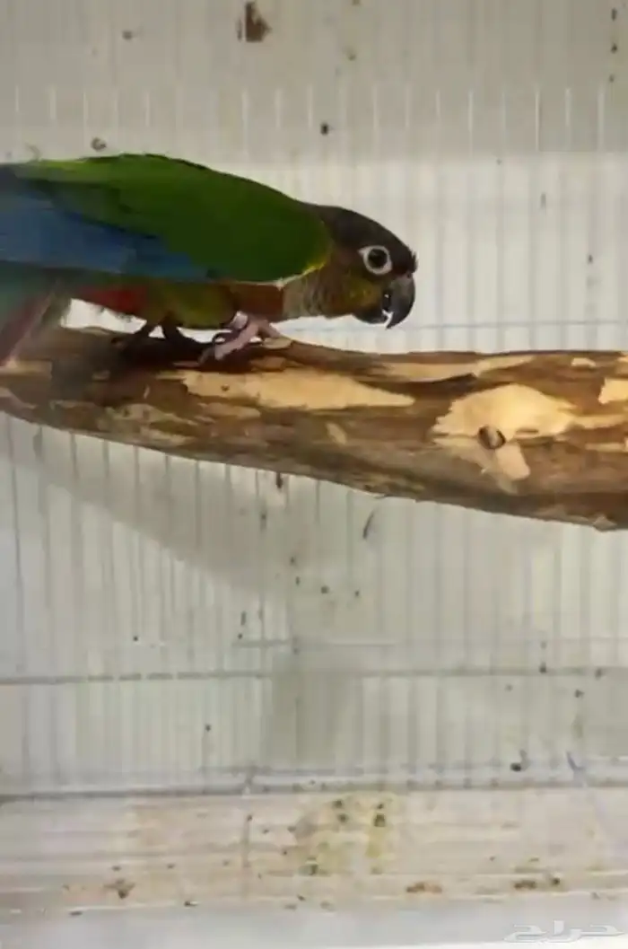 أزواج كنيور متنوعه ومنتجة ومميزة(مفرد-جملة) 8