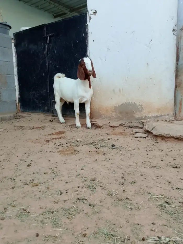 ( تم البيع ) تيس بورقوت فاخر 4