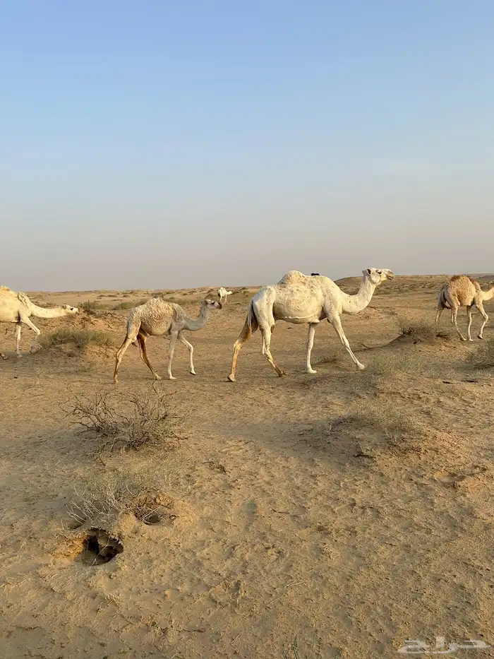 عشرا معه بكره سنه شاق 0