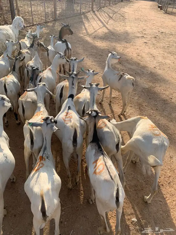 قعدان صومالي طيبه للجمله والتفريد 3