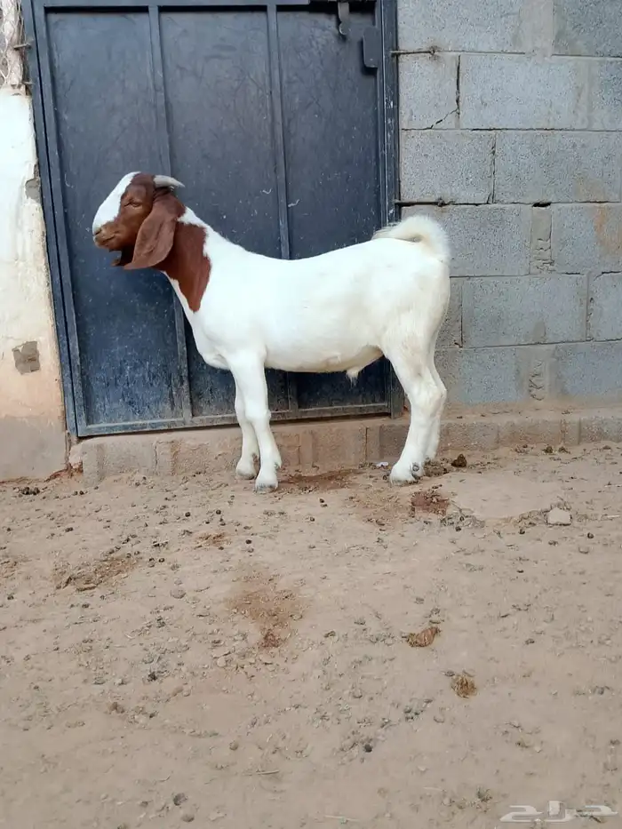 ( تم البيع ) تيس بورقوت فاخر 3