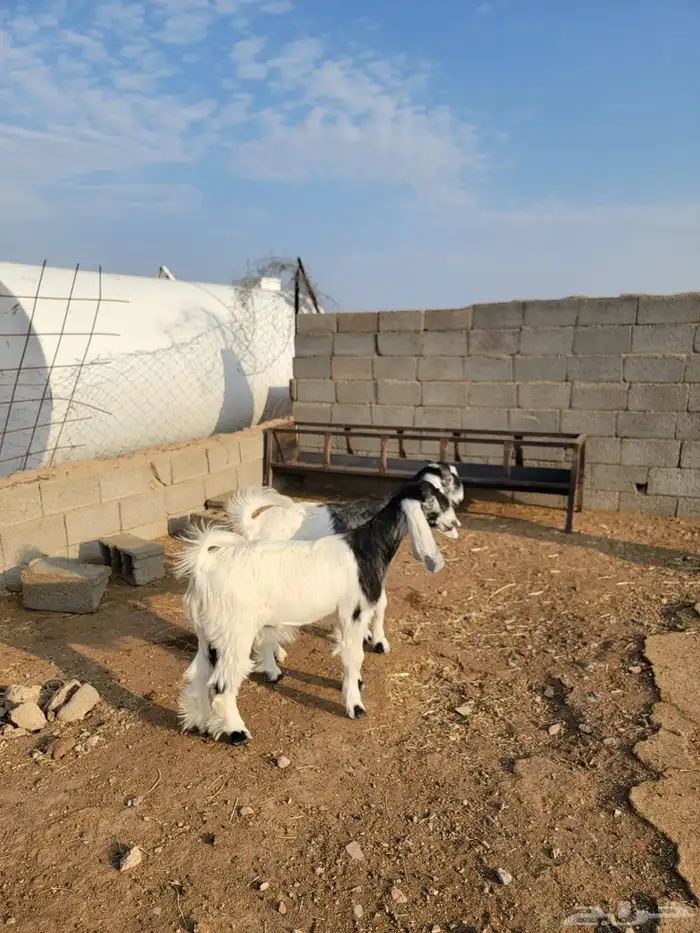 جفار جذعات 0
