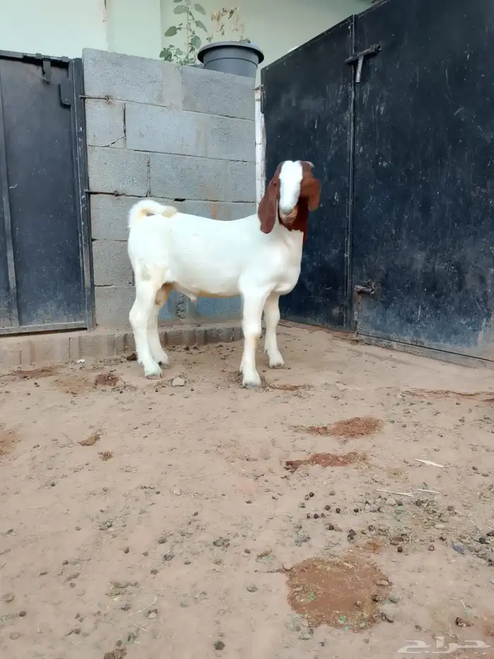 ( تم البيع ) تيس بورقوت فاخر 2