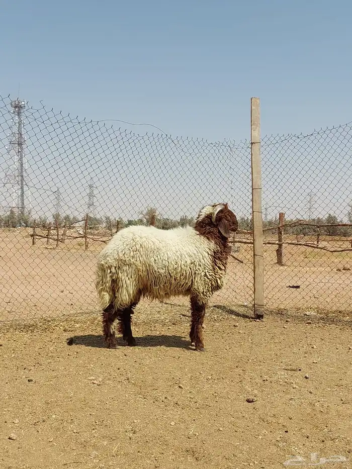 ذبايح نعيم وتيوس وحري 0