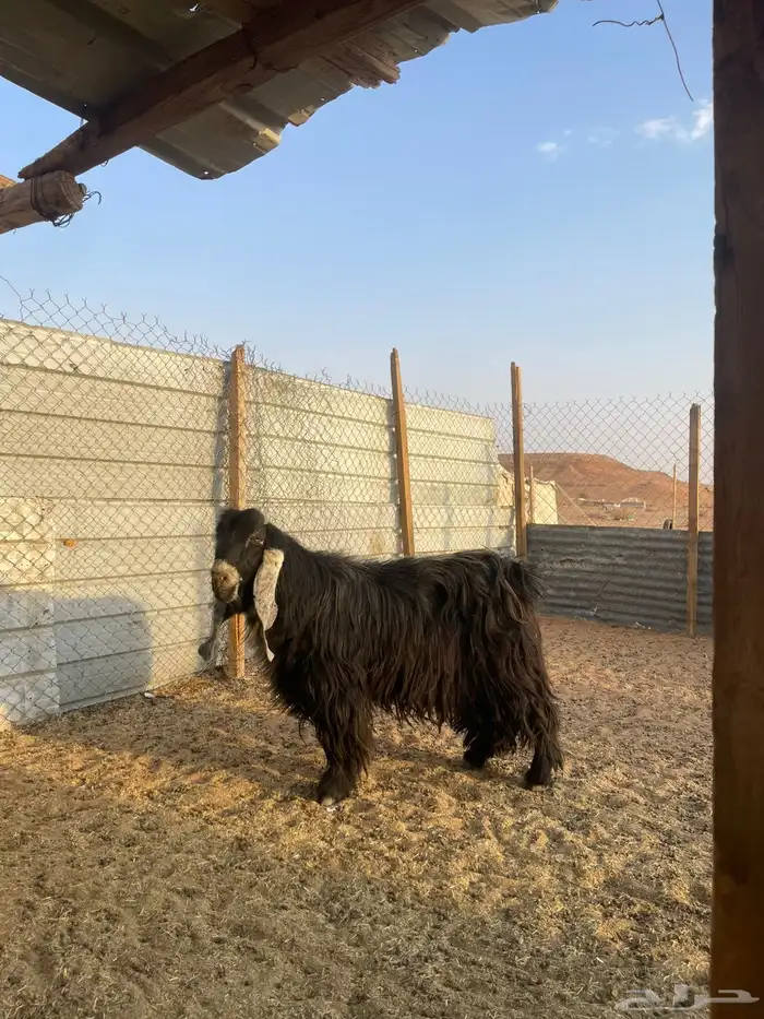 تيس للبيع 0