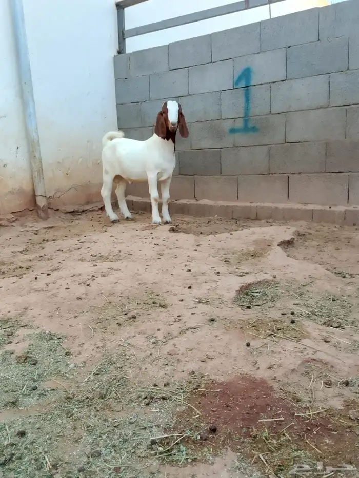 ( تم البيع ) تيس بورقوت فاخر 1