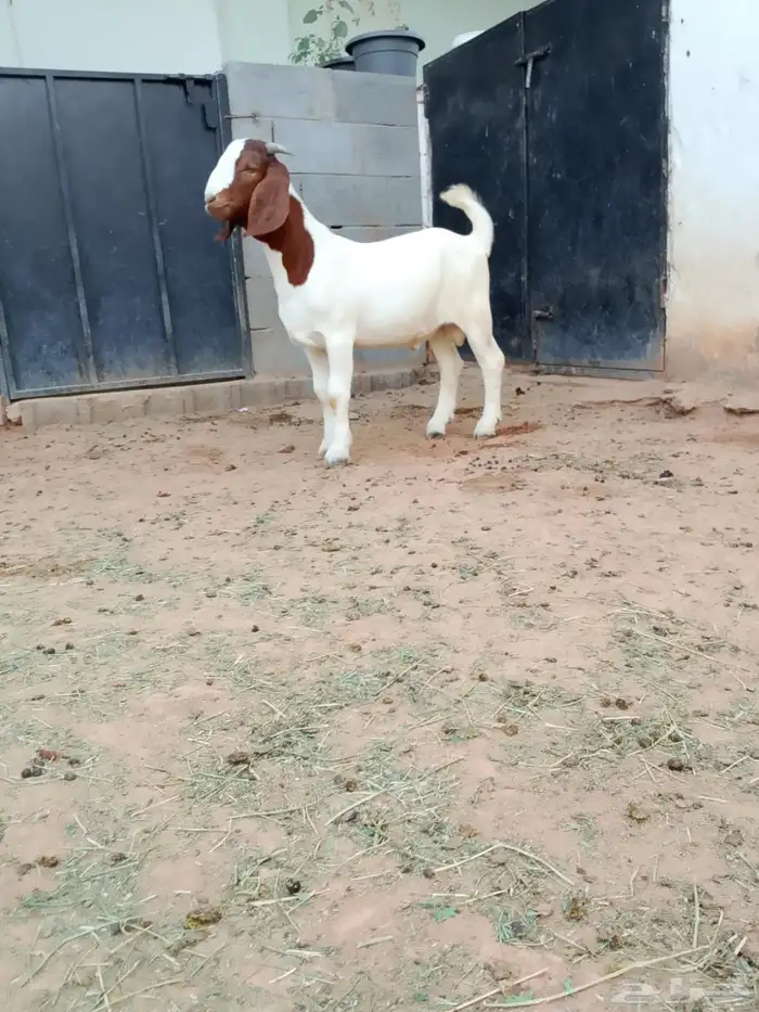 ( تم البيع ) تيس بورقوت فاخر 0