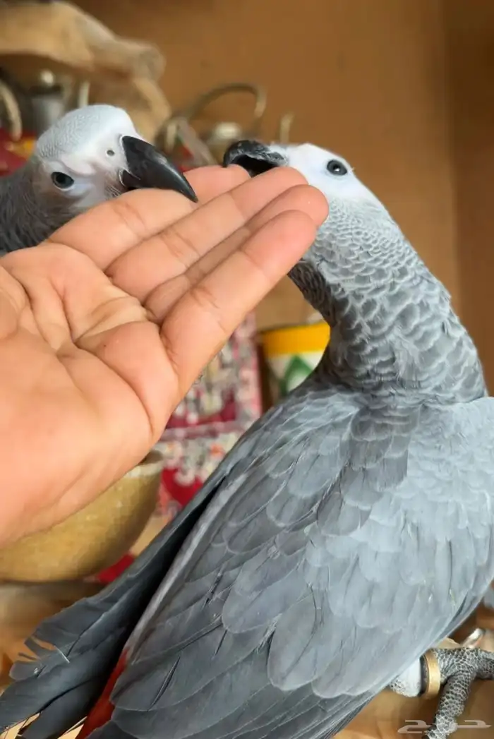 ببغاء كاسكو 3